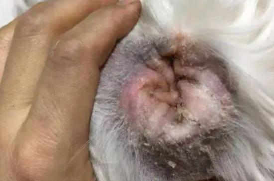 How to completely eliminate ear mites in cats