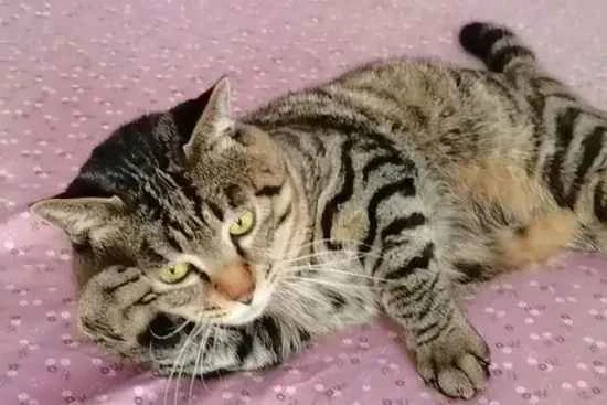 Causes of hairballs in cats