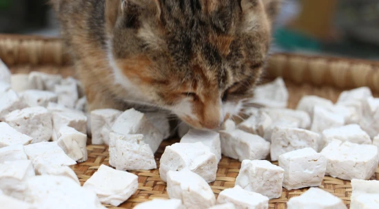 Can cats eat tofu?