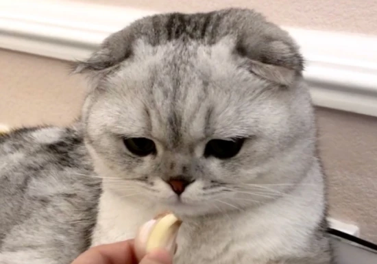 Can cats eat garlic?