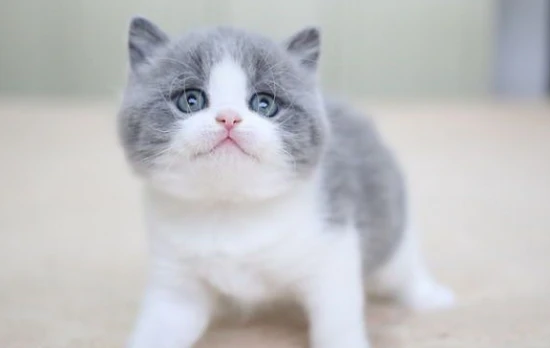 What should a sick British Shorthair cat eat?