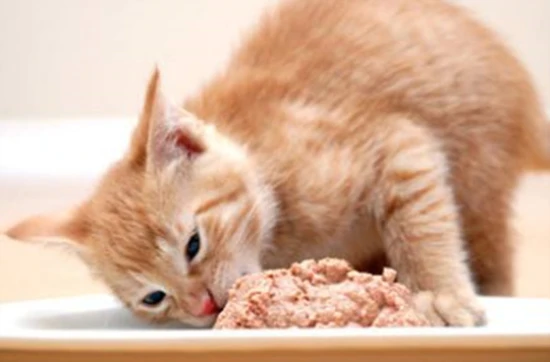What food is best for cats to detoxify quickly?
