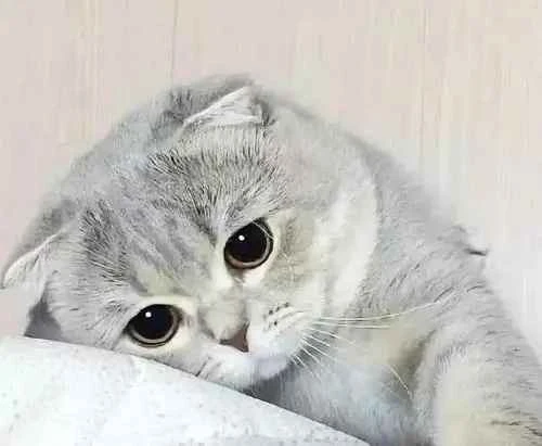 Pay attention to ear care when raising a cat.