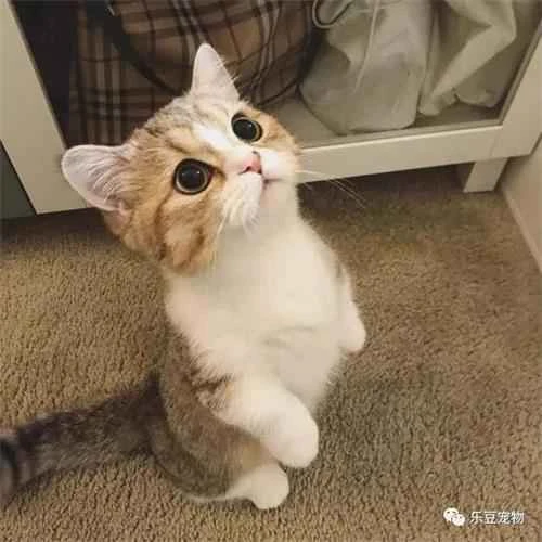 How can I tell if it's normal for a cat to have a dry nose and sleep a lot?