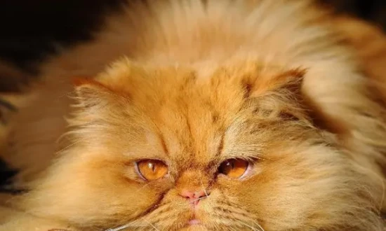 In which month will the mother cat chase away her kittens?