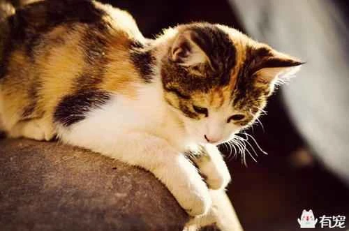 Can pet cats eat cherry tomatoes?