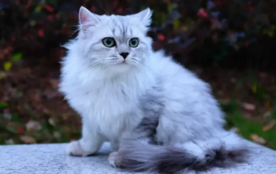 What to do if your cat meows when it can't see people?