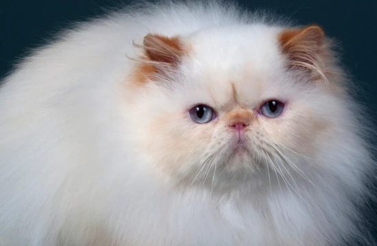 How to make a cat poop quickly when it's constipated