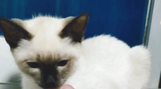 Eye and ear care for Siamese cats