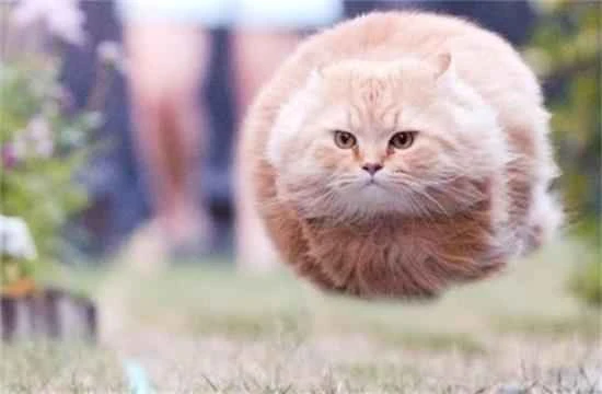 How to feed a cat when it's on a diet