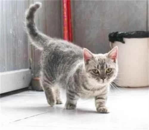 What does a happy kitten look like?