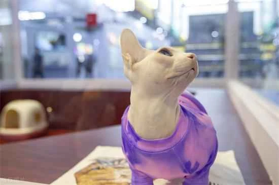 Can I dress my cat in clothes in winter?