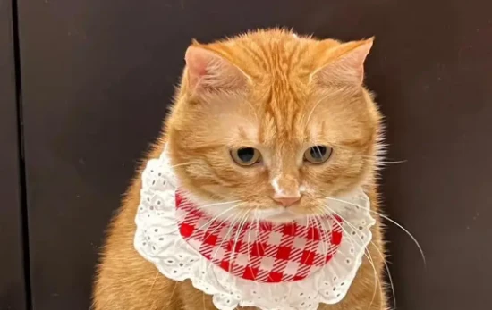 猫咪不高兴的时候，有哪些表现？