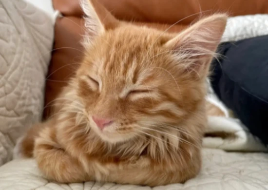 Besides purring when they're comfortable, what other situations make cats purr?