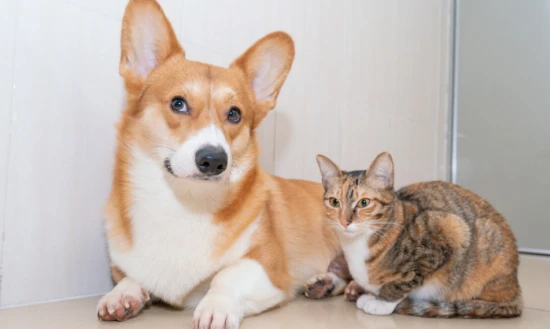 Which has a longer lifespan, a cat or a dog?