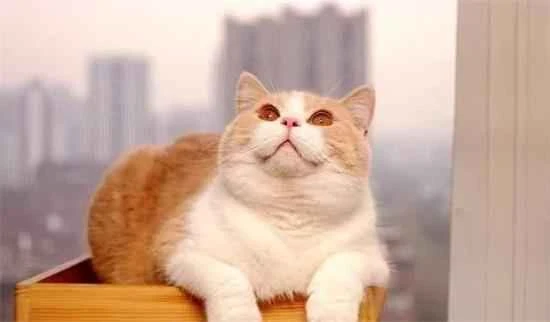 Is it okay for a pet cat to only eat cat food?