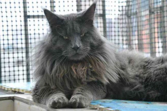 The world's largest cat