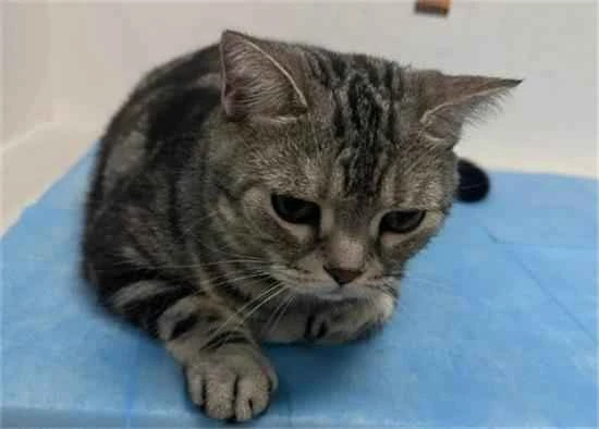 What is the name of the drug used to euthanize cats?