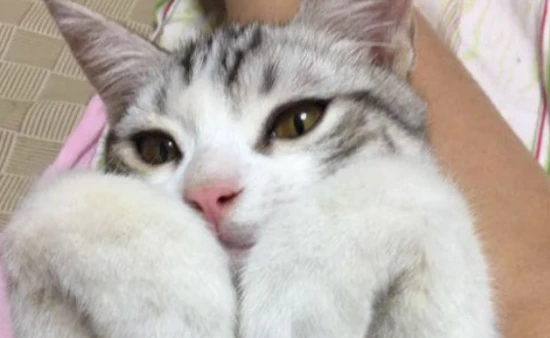 How many kittens does a cat usually give birth to?