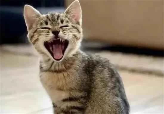 Why does a cat's meow sound like a child crying?