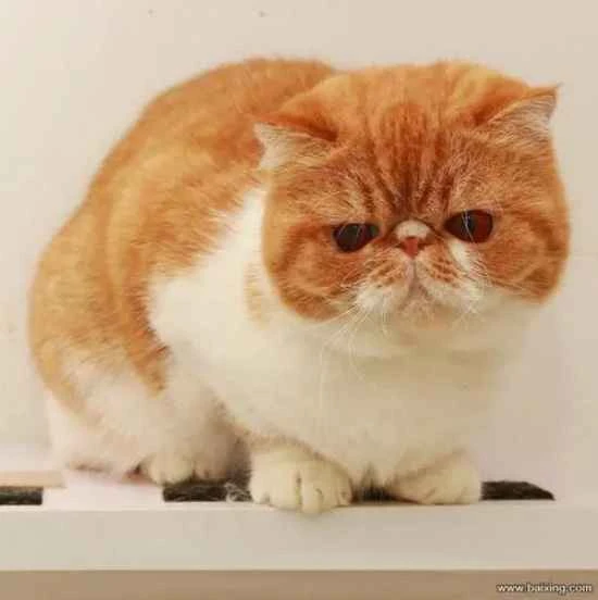 What colors can a cat see?