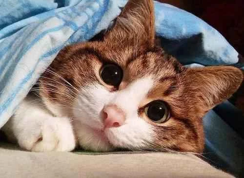 Cat euthanasia process