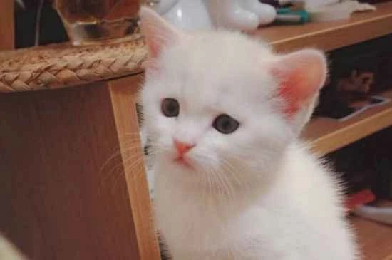 These behaviors from your cat aren't just it being affectionate; they're actually asking for help!