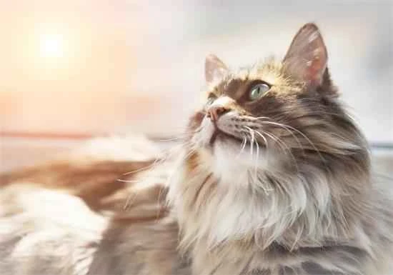 If your cat vomits a long string of feces or a hairball, you need to take it seriously.