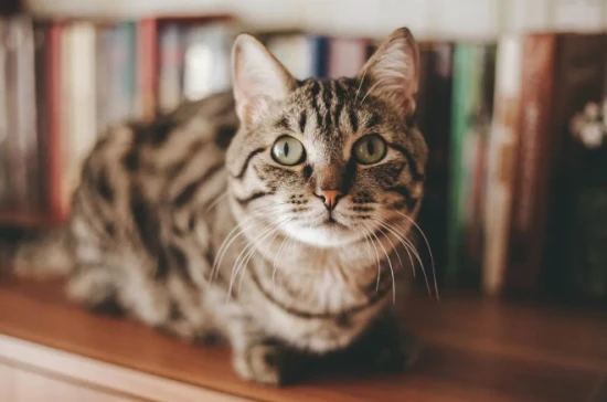 These are things cats absolutely cannot eat.