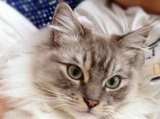 What to do if your cat stops eating when you change its environment?