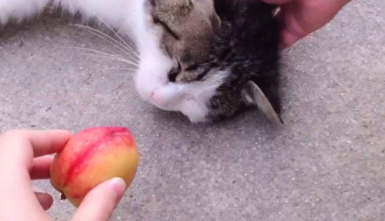 猫咪可以吃桃子吗？为什么？