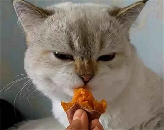 Can cats eat sweet potatoes?