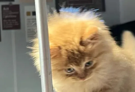 What causes a cat's fur to stand on end?