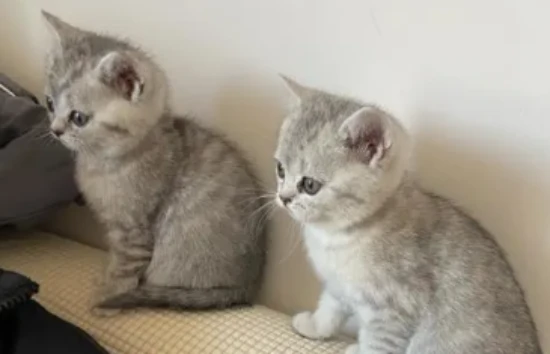 Why do cats eat grass?