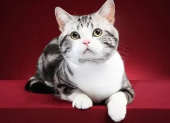 What cat breeds are best suited for each of the 12 zodiac signs?