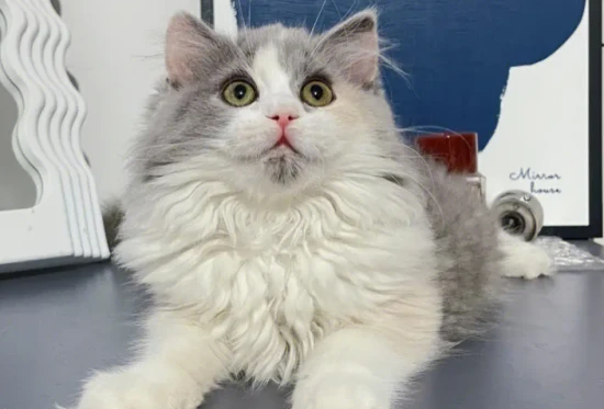 Why do cats like to lick their fur?