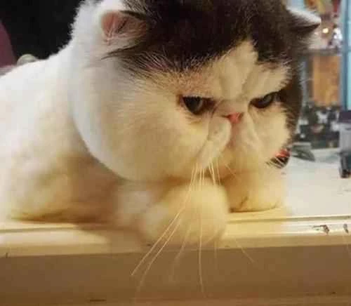 Will cat hair affect newborns?