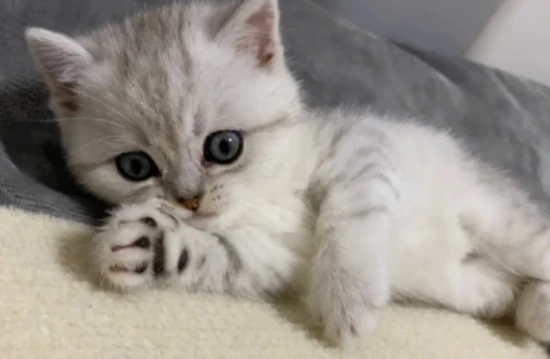 Why is my cat's voice hoarse? Has my cat overused its voice?