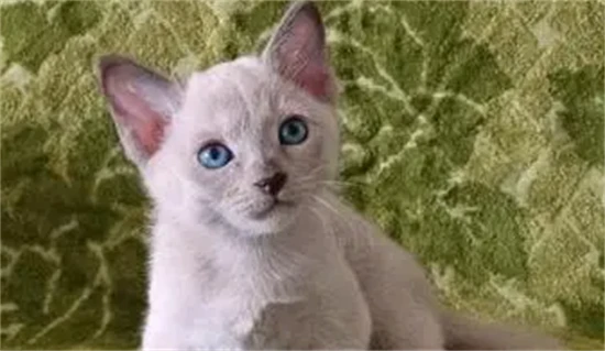 Does the cat know that its owner is good to it?