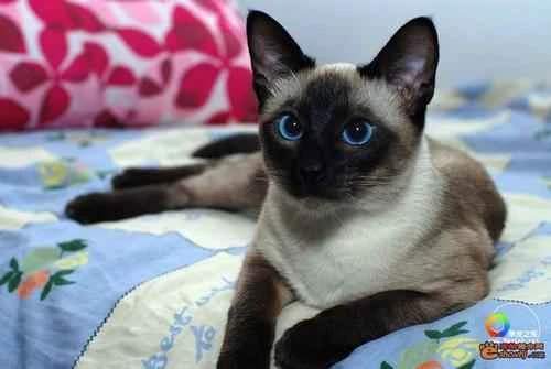 What do first-time cat owners need to prepare?