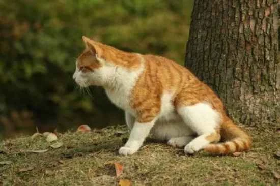 What to do if your American Shorthair refuses to eat cat food?