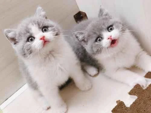 What should you pay attention to when raising a cat?