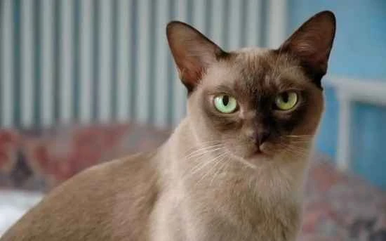 What are the dietary restrictions for Burmese cats?
