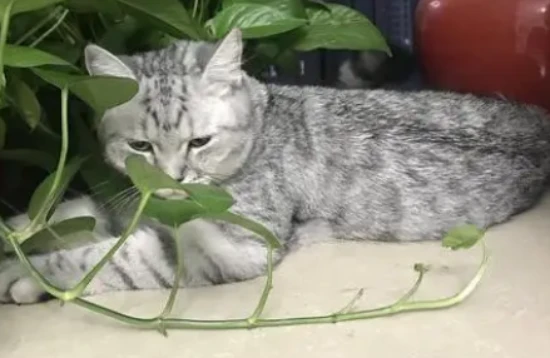 Is pothos poisonous to cats?