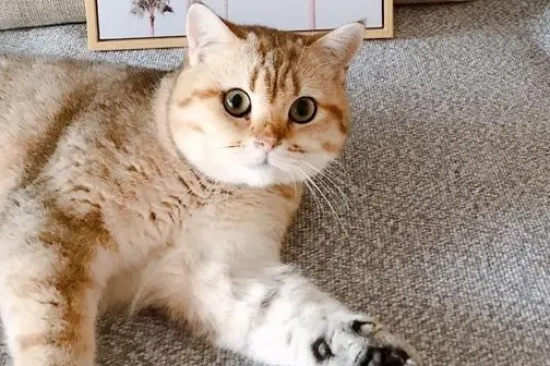 Is it okay to give cats ice water to cool them down in the summer?