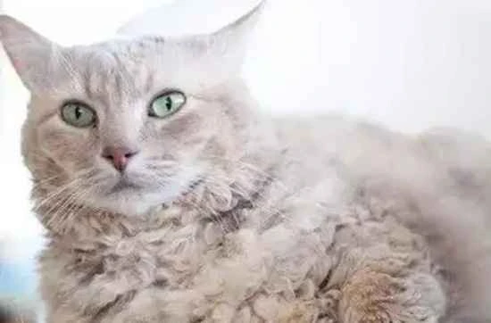 How to properly treat external parasites in cats? The timing of external parasite treatment is crucial!