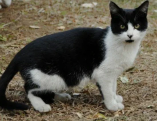 When were cats introduced to China?