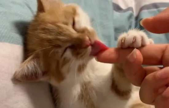 Why do cats lick their owners' hands?
