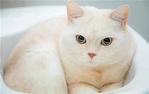 How often should you deworm your cat? How often should you deworm your cat?