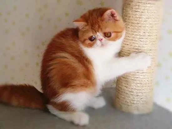 Can cats eat chicken bones? What should I do if my cat accidentally eats a chicken bone?